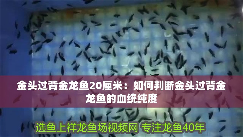 金頭過背金龍魚20厘米：如何判斷金頭過背金龍魚的血統(tǒng)純度