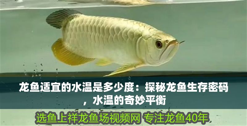 龍魚適宜的水溫是多少度：探秘龍魚生存密碼，水溫的奇妙平衡