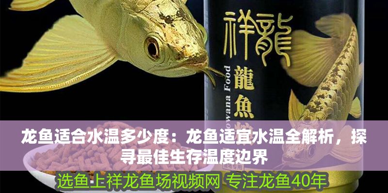 龍魚適合水溫多少度：龍魚適宜水溫全解析，探尋最佳生存溫度邊界