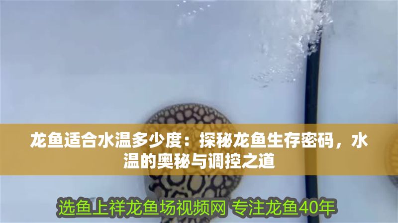 龍魚適合水溫多少度：探秘龍魚生存密碼，水溫的奧秘與調(diào)控之道