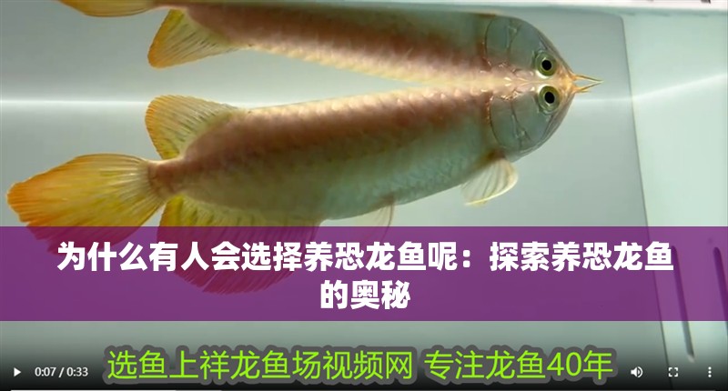 為什么有人會選擇養恐龍魚呢：探索養恐龍魚的奧秘