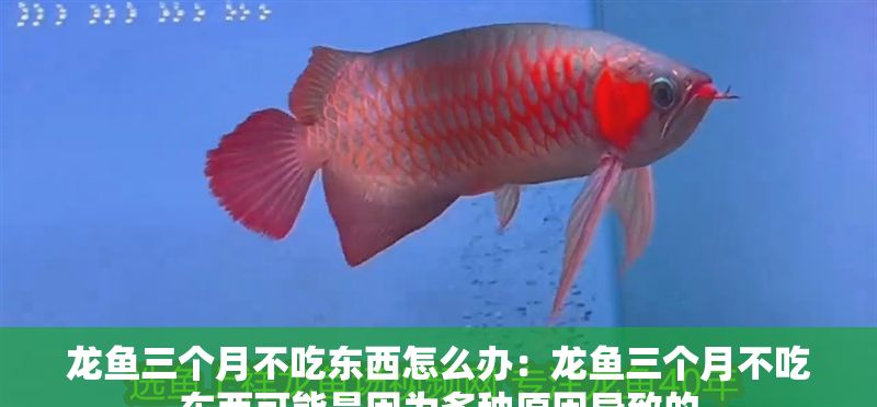 龍魚三個月不吃東西怎么辦：龍魚三個月不吃東西可能是因為多種原因導致的
