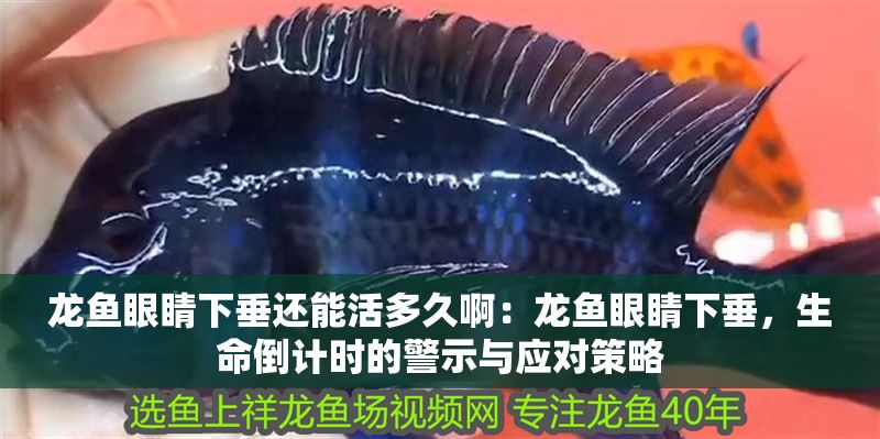 龍魚眼睛下垂還能活多久啊：龍魚眼睛下垂，生命倒計時的警示與應(yīng)對策略