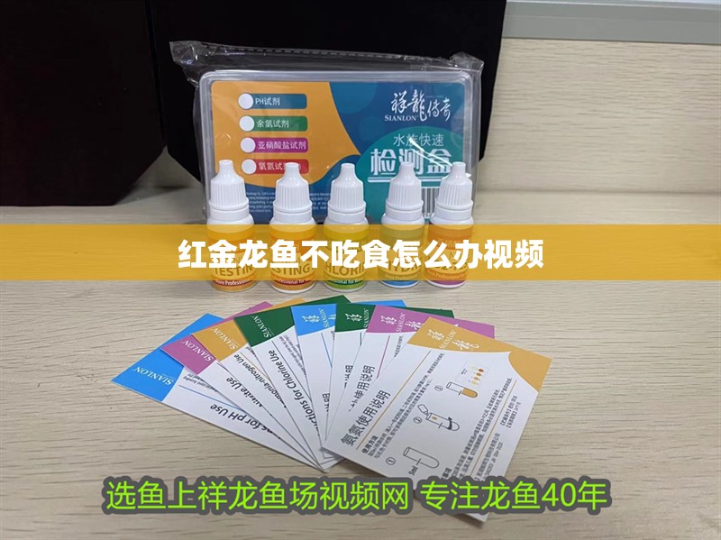 紅金龍魚不吃食怎么辦視頻