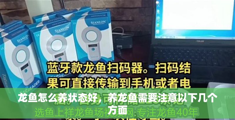 龍魚怎么養狀態好，養龍魚需要注意以下幾個方面