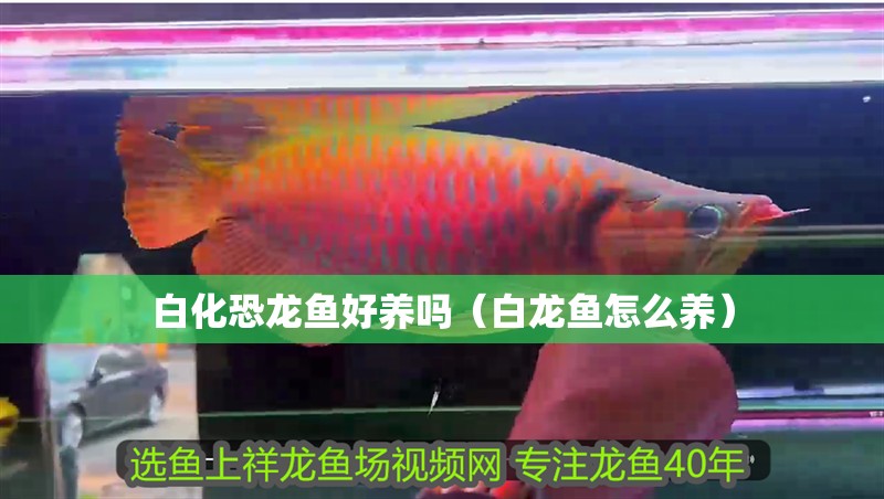 紅龍魚用黃燈烤有用嗎 白化恐龍魚好養嗎(白龍魚怎么養) 觀賞魚百科 白化恐龍魚好養嗎(白龍魚怎么養) 白化恐龍魚好養嗎(白龍魚怎么養) 觀賞魚百科