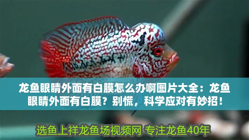 龍魚(yú)眼睛外面有白膜怎么辦啊圖片大全：龍魚(yú)眼睛外面有白膜？別慌，科學(xué)應(yīng)對(duì)有妙招！