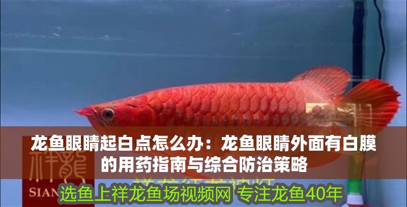 龍魚眼睛起白點怎么辦：龍魚眼睛外面有白膜的用藥指南與綜合防治策略
