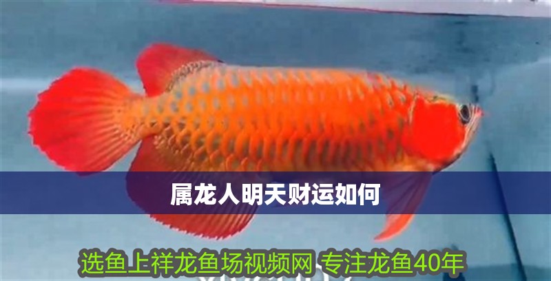 屬龍人明天財(cái)運(yùn)如何