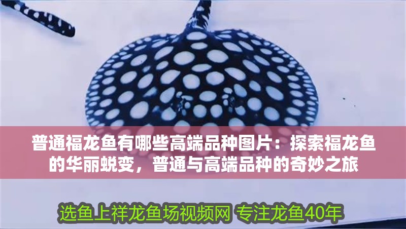 普通福龍魚有哪些高端品種圖片：探索福龍魚的華麗蛻變，普通與高端品種的奇妙之旅