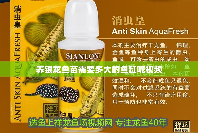 養(yǎng)銀龍魚苗需要多大的魚缸呢視頻