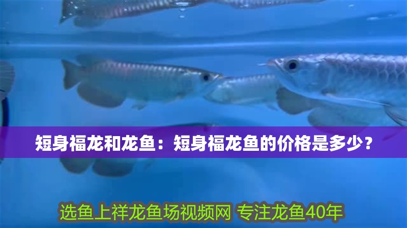 短身福龍和龍魚(yú)：短身福龍魚(yú)的價(jià)格是多少？