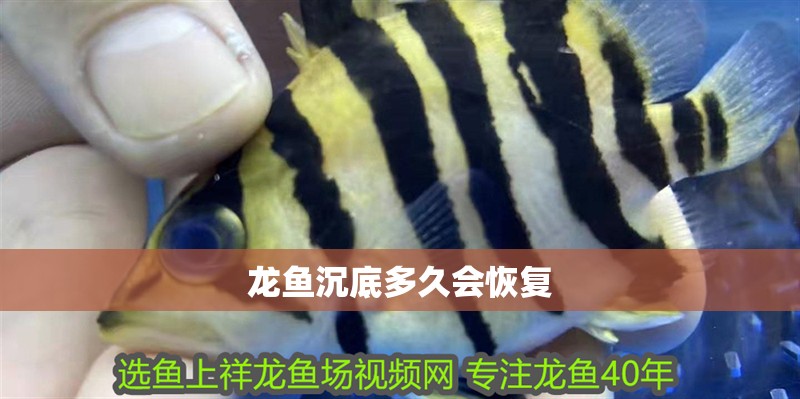 龍魚沉底多久會(huì)恢復(fù)