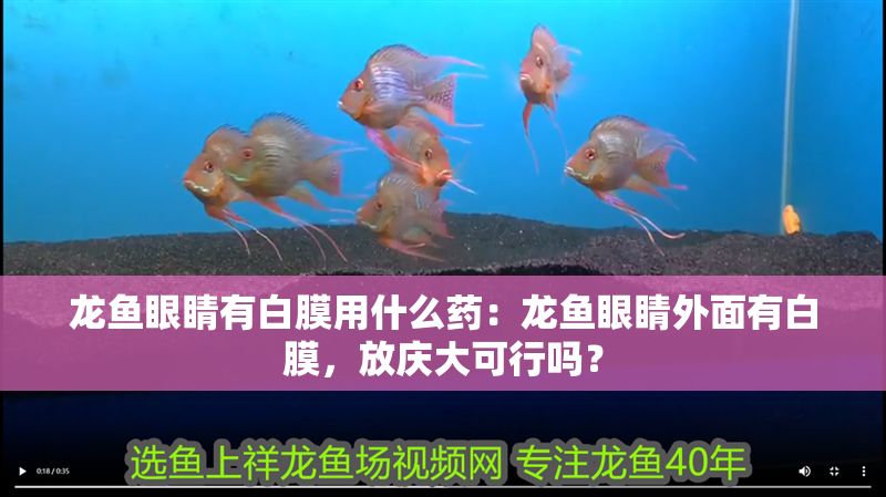 龍魚眼睛有白膜用什么藥：龍魚眼睛外面有白膜，放慶大可行嗎？