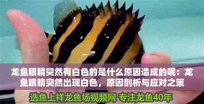 龍魚眼睛突然有白色的是什么原因造成的呢：龍魚眼睛突然出現白色，原因剖析與應對之策