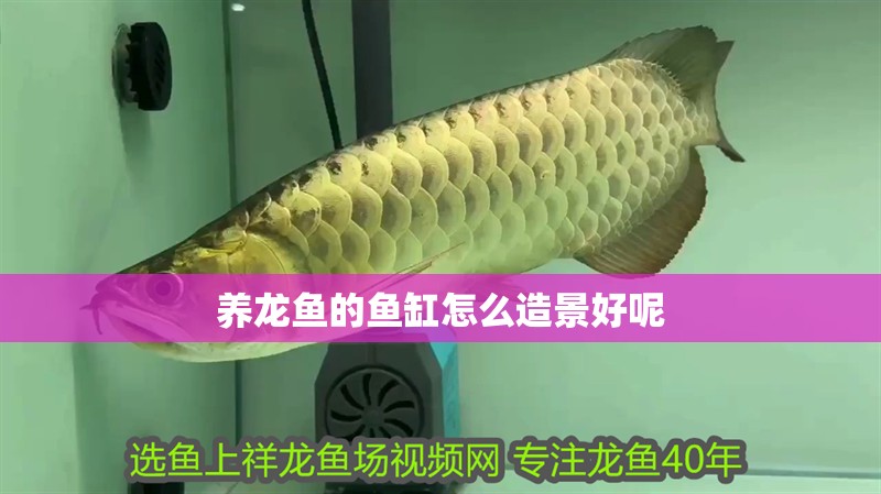 彩蝶魚(yú)缸款式型號(hào)怎么看（彩蝶魚(yú)缸內(nèi)部功能詳解彩蝶魚(yú)缸型號(hào)識(shí)別技巧）