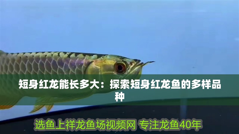 短身紅龍能長多大：探索短身紅龍魚的多樣品種
