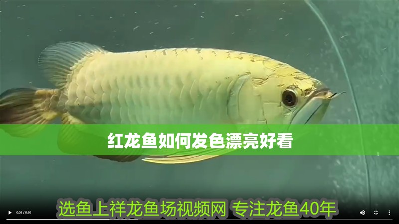 紅龍魚如何發色漂亮好看