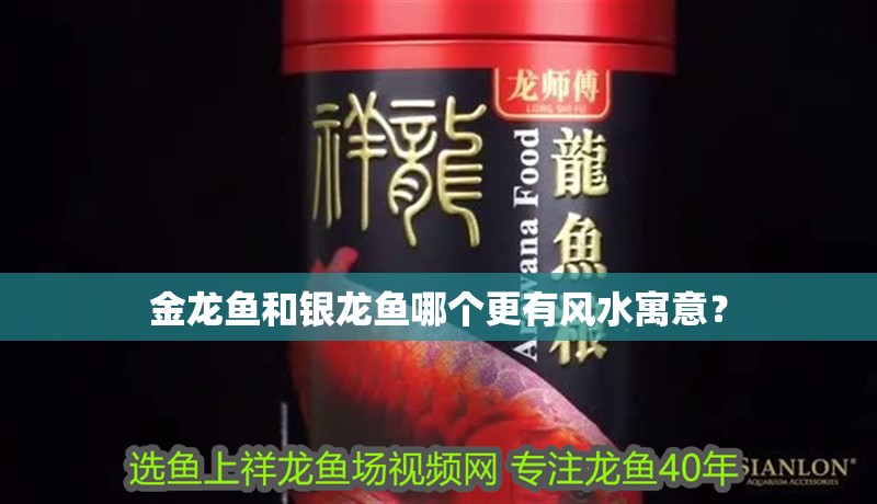 金龍魚和銀龍魚哪個(gè)更有風(fēng)水寓意？