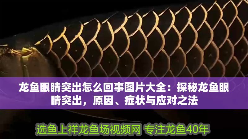 龍魚(yú)眼睛突出怎么回事圖片大全：探秘龍魚(yú)眼睛突出，原因、癥狀與應(yīng)對(duì)之法