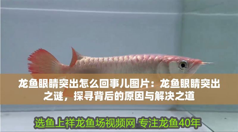 龍魚眼睛突出怎么回事兒圖片：龍魚眼睛突出之謎，探尋背后的原因與解決之道