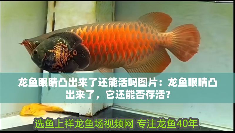 龍魚眼睛凸出來了還能活嗎圖片：龍魚眼睛凸出來了，它還能否存活？
