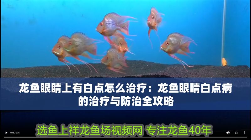龍魚眼睛上有白點怎么治療：龍魚眼睛白點病的治療與防治全攻略