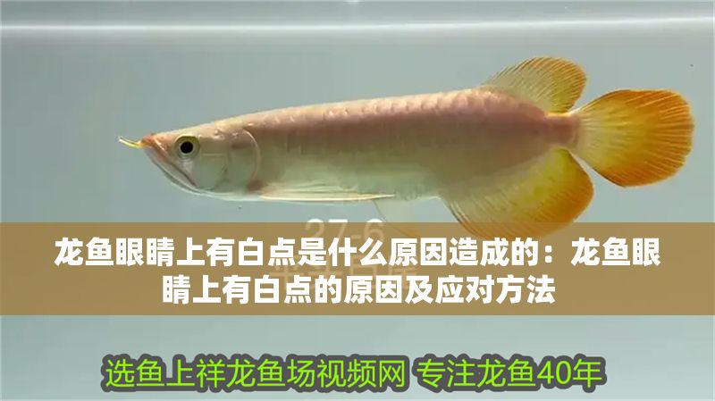龍魚眼睛上有白點是什么原因造成的：龍魚眼睛上有白點的原因及應對方法