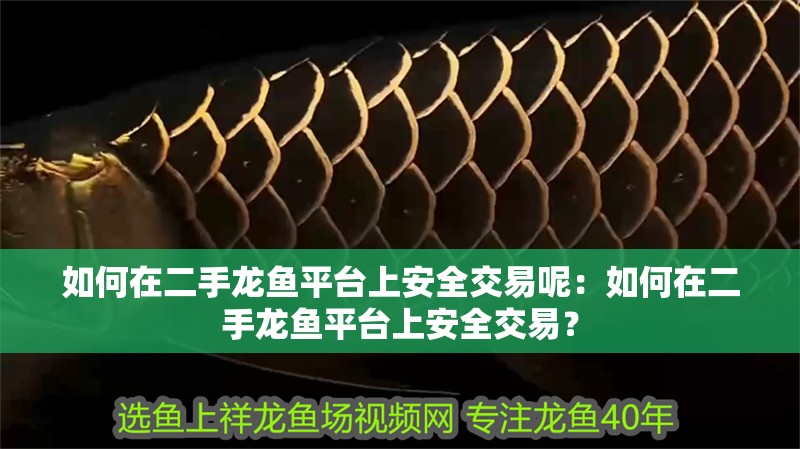 如何在二手龍魚平臺上安全交易呢：如何在二手龍魚平臺上安全交易？