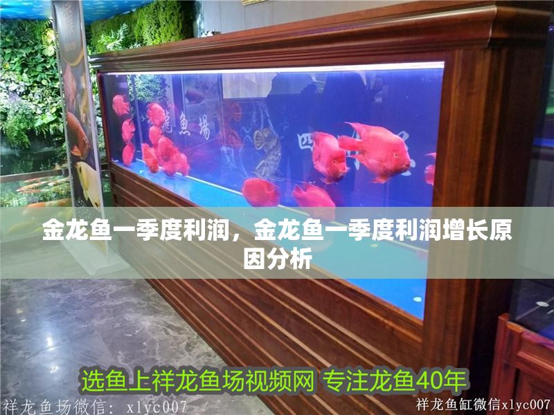 金龍魚一季度利潤，金龍魚一季度利潤增長原因分析