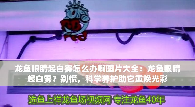 龍魚眼睛起白霧怎么辦啊圖片大全：龍魚眼睛起白霧？別慌，科學養護助它重煥光彩
