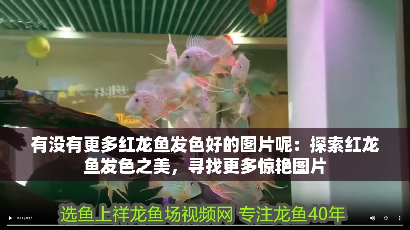 有沒有更多紅龍魚發色好的圖片呢：探索紅龍魚發色之美，尋找更多驚艷圖片 有沒有更多紅龍魚發色好的圖片呢：探索紅龍魚發色之美，尋找更多驚艷圖片 水族問答