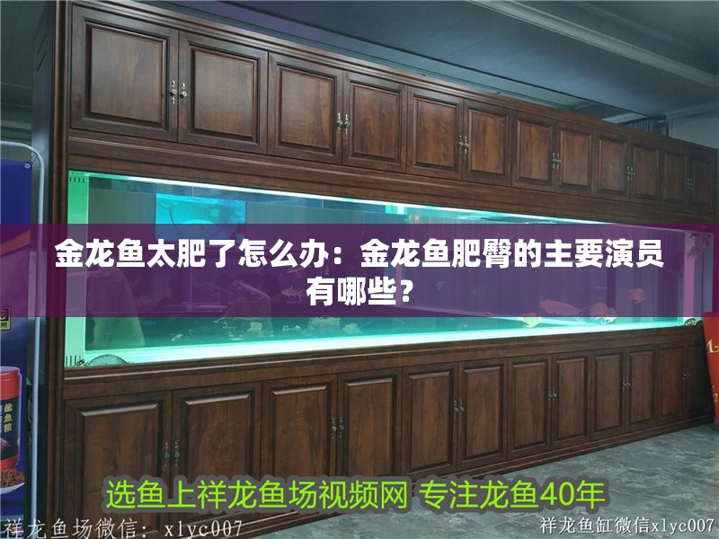 金龍魚太肥了怎么辦：金龍魚肥臀的主要演員有哪些？