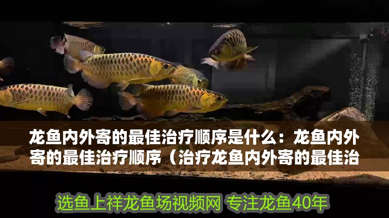 龍魚內(nèi)外寄的最佳治療順序是什么：龍魚內(nèi)外寄的最佳治療順序（治療龍魚內(nèi)外寄的最佳治療順序?qū)τ邶堲~的健康至關(guān)重要）