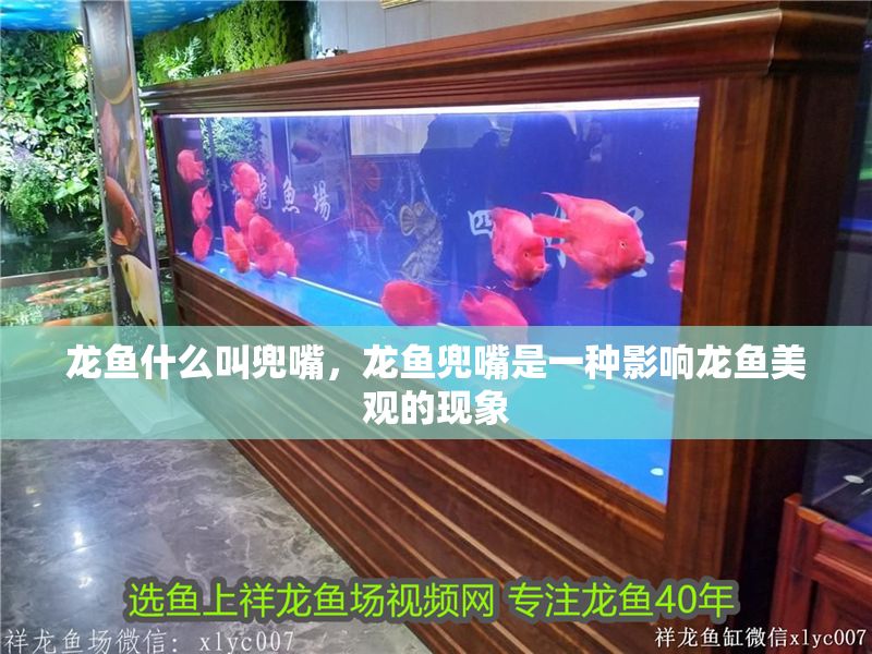 龍魚什么叫兜嘴，龍魚兜嘴是一種影響龍魚美觀的現象