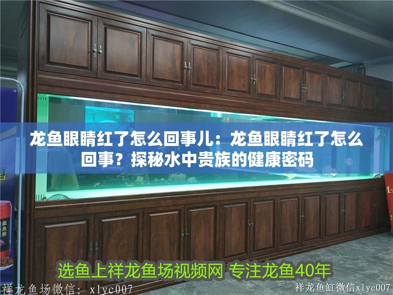 龍魚(yú)眼睛紅了怎么回事兒：龍魚(yú)眼睛紅了怎么回事？探秘水中貴族的健康密碼