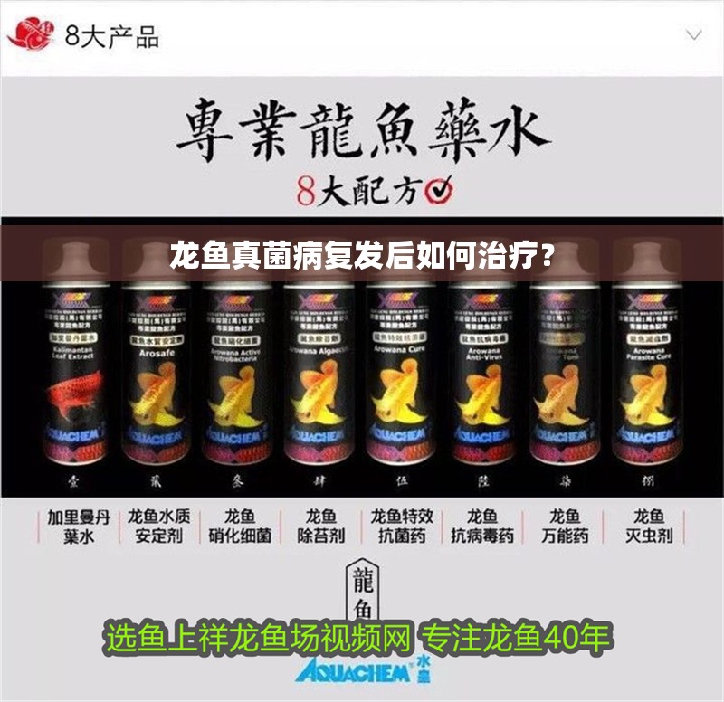 龍魚(yú)真菌病復(fù)發(fā)后如何治療？ 龍魚(yú)真菌病復(fù)發(fā)后如何治療？ 龍魚(yú)百科