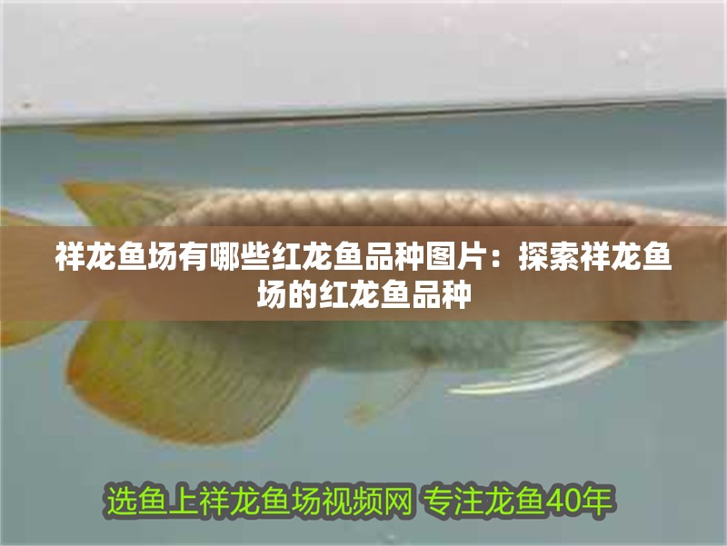 祥龍魚場有哪些紅龍魚品種圖片：探索祥龍魚場的紅龍魚品種