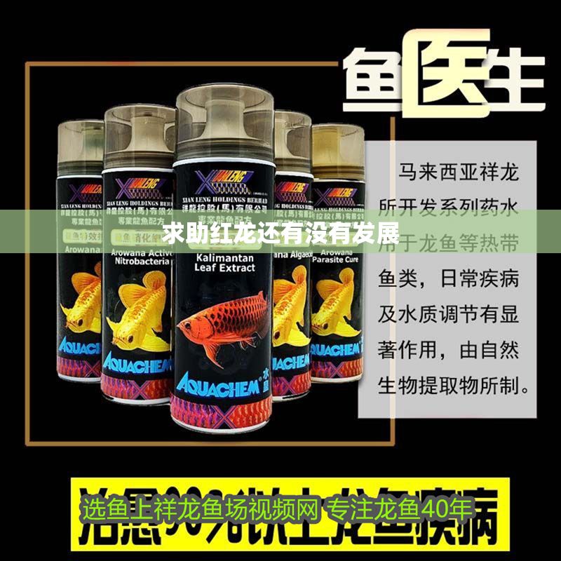 求助紅龍還有沒有發(fā)展