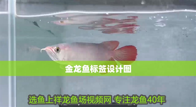 金龍魚標簽設計圖