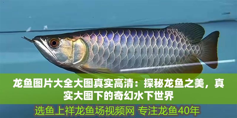 龍魚圖片大全大圖真實(shí)高清：探秘龍魚之美，真實(shí)大圖下的奇幻水下世界