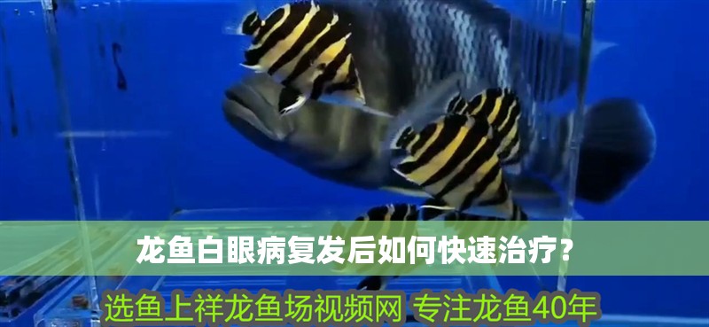 龍魚白眼病復發后如何快速治療？