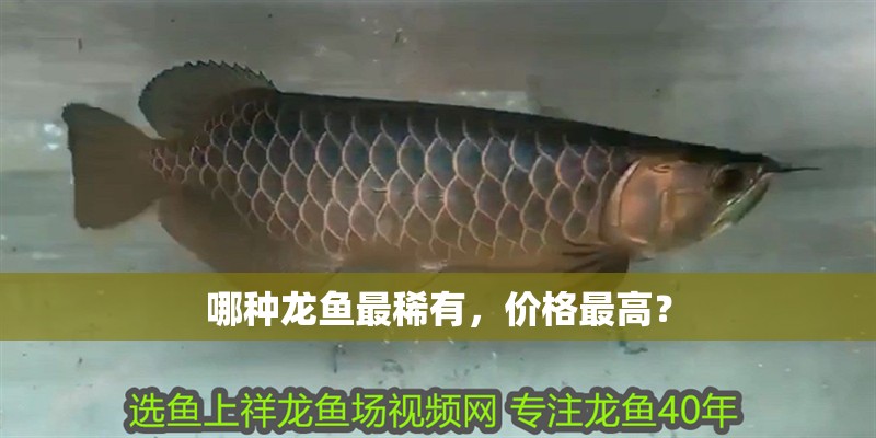 哪種龍魚最稀有，價(jià)格最高？
