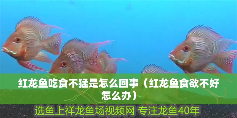 紅龍魚吃食不猛是怎么回事（紅龍魚食欲不好怎么辦） 紅龍魚吃食不猛是怎么回事（紅龍魚食欲不好怎么辦） 龍魚百科