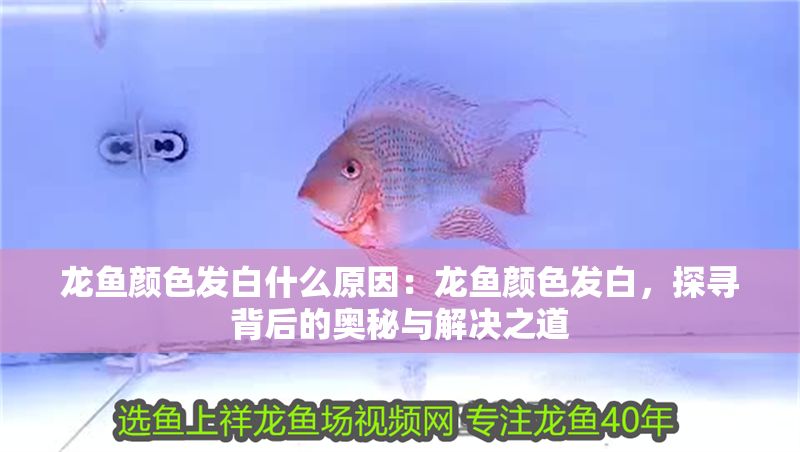 龍魚顏色發白什么原因：龍魚顏色發白，探尋背后的奧秘與解決之道