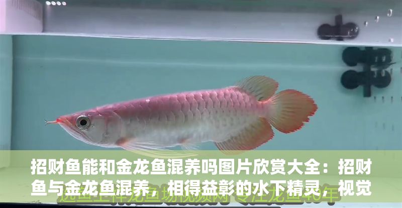 招財魚能和金龍魚混養嗎圖片欣賞大全：招財魚與金龍魚混養，相得益彰的水下精靈，視覺盛宴來襲