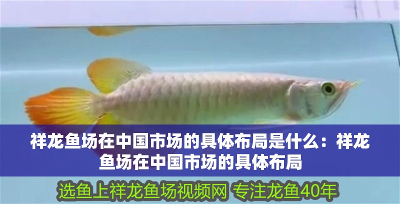 祥龍魚場在中國市場的具體布局是什么：祥龍魚場在中國市場的具體布局