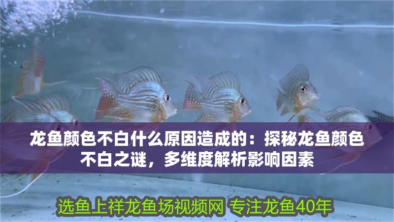 龍魚顏色不白什么原因造成的：探秘龍魚顏色不白之謎，多維度解析影響因素 龍魚顏色不白什么原因造成的：探秘龍魚顏色不白之謎，多維度解析影響因素 龍魚百科 第1張