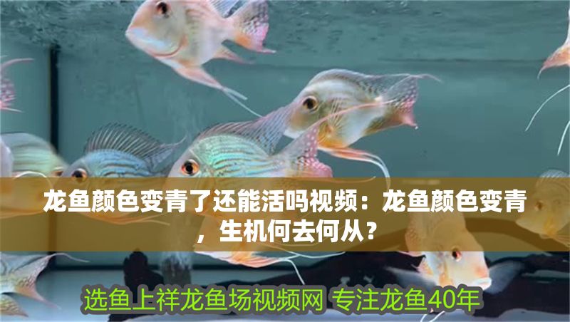 龍魚顏色變青了還能活嗎視頻：龍魚顏色變青，生機何去何從？