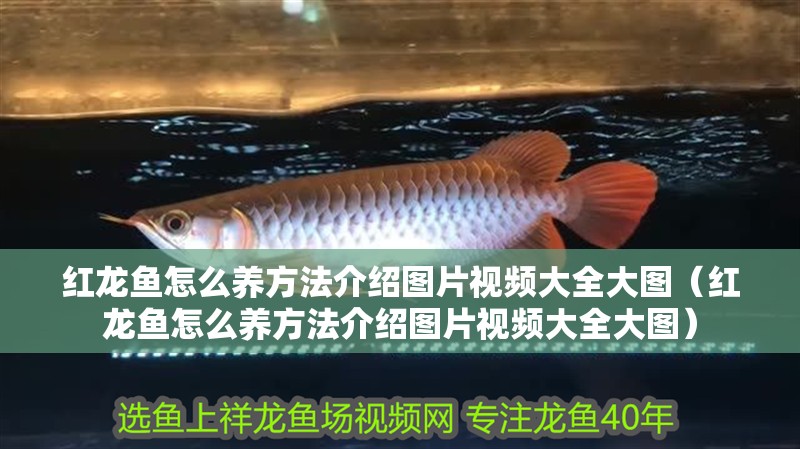 紅龍魚怎么養方法介紹圖片視頻大全大圖（紅龍魚怎么養方法介紹圖片視頻大全大圖）